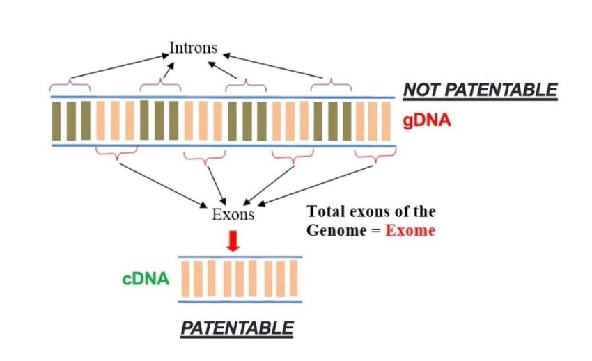 Figure 1. Difference between genomic DNA (gDNA) and complementary DNA (cDNA)