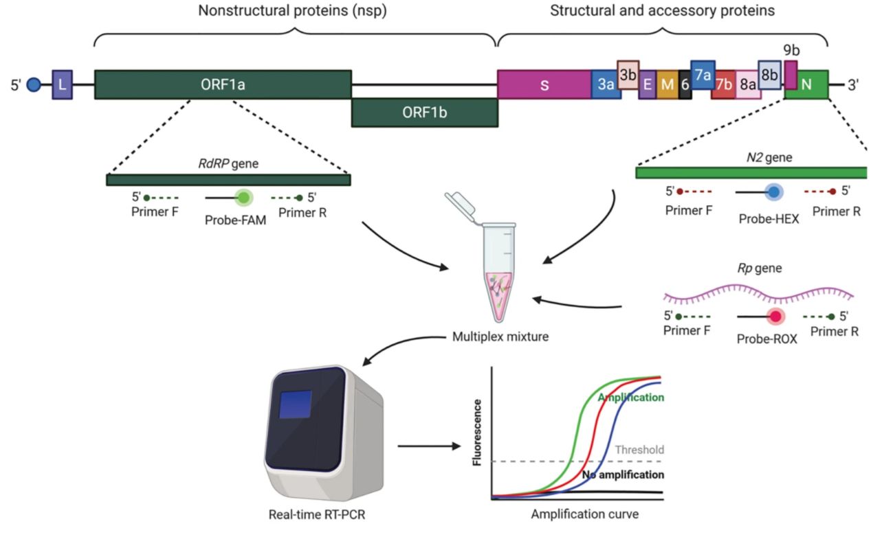 RT-PCR assay of targeted genes of SARS-CoV-2