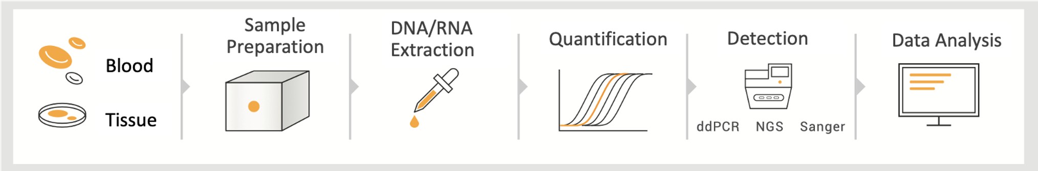 NGS and PCR experimental workflow illustration