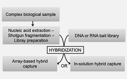 More to Know About Hybrid Capture-Based Disease Panel: Probe Design