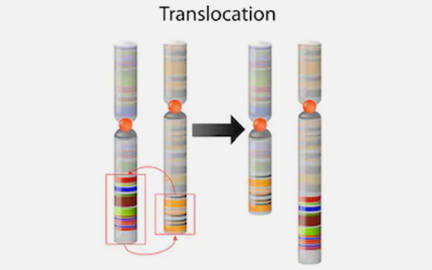 Can Target Amplicon-Based Sequencing Capture Translocations In NGS-Based Disease Panels?