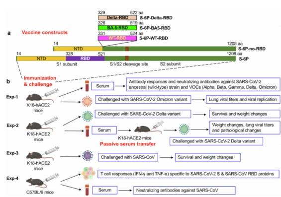 Experiments with the new coronavirus Omicronjon on immunity and attack(Wang et al., 2024)