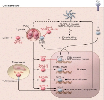 Influence of parasite effectors on innate immune signalling(Zhao et al., 2020)