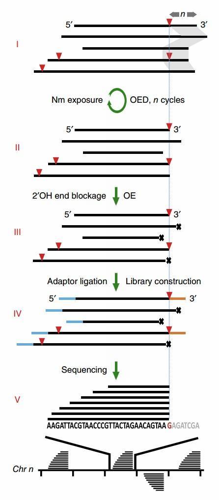 A schematic illustration of Nm-seq