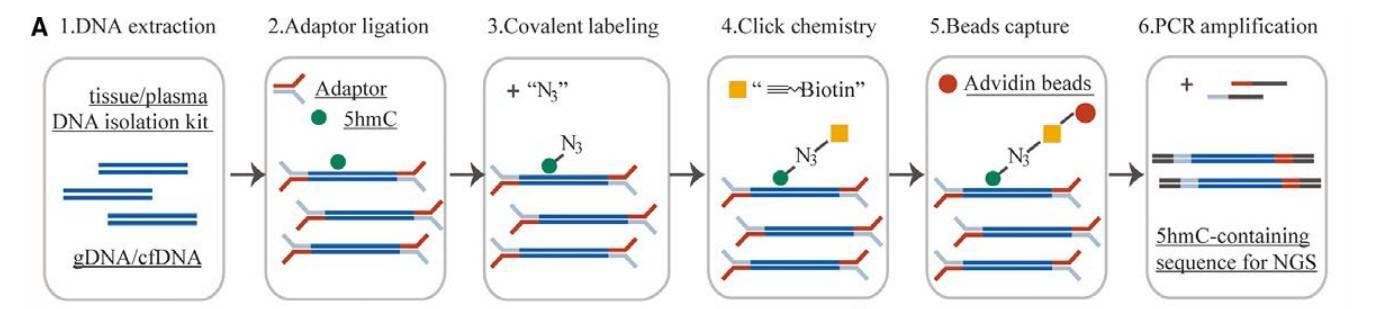 5hmC-Seal Seq Workflow