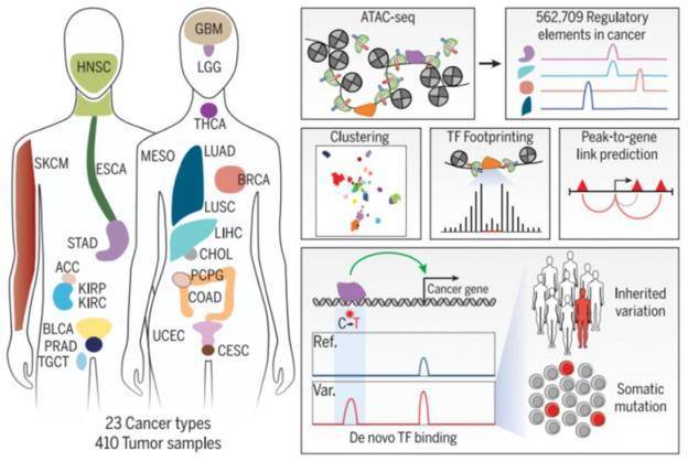 Genomic distribution characteristics and number of cancer types, sample sizes and peaks.