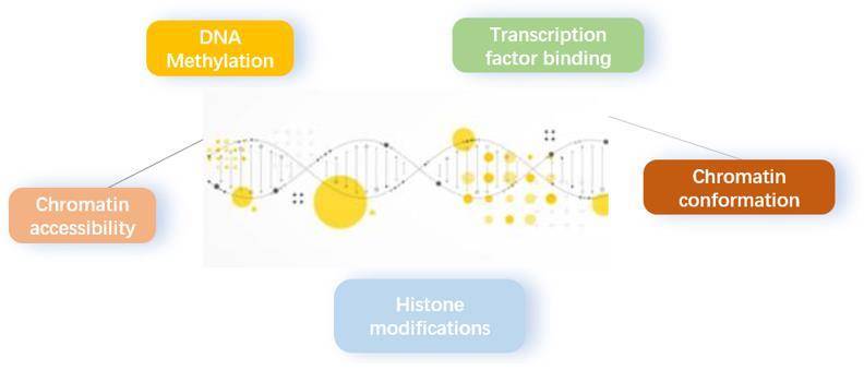 Specific Epigenomic Assays Approaches We Offer