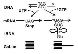 A schematic representation of the abnormal protein synthesis induced by O8G incorporation into mRNA