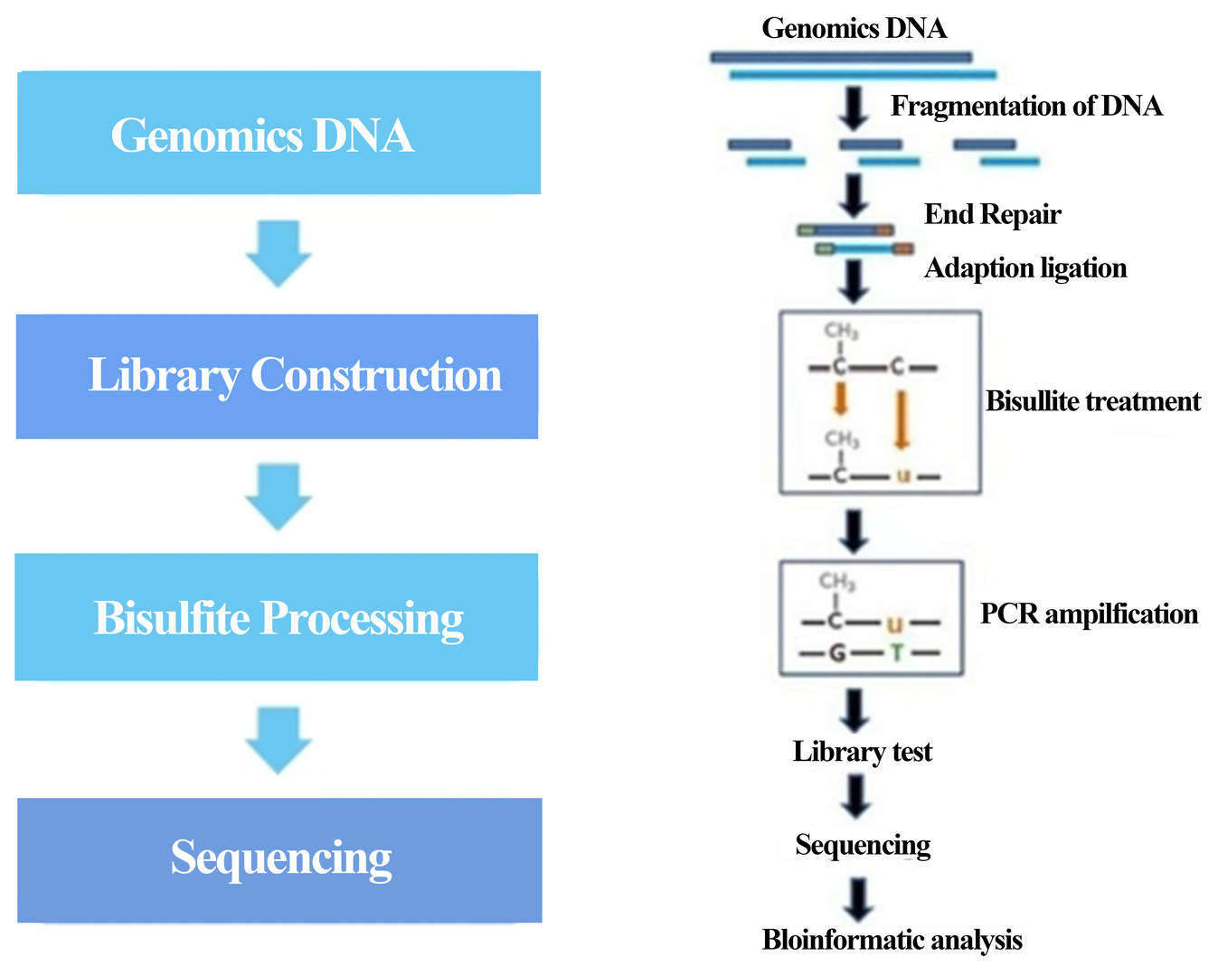 Whole Genome Bisulfite Sequencing(WGBS)