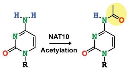 NAT10 catalyzes cytidine acetylation