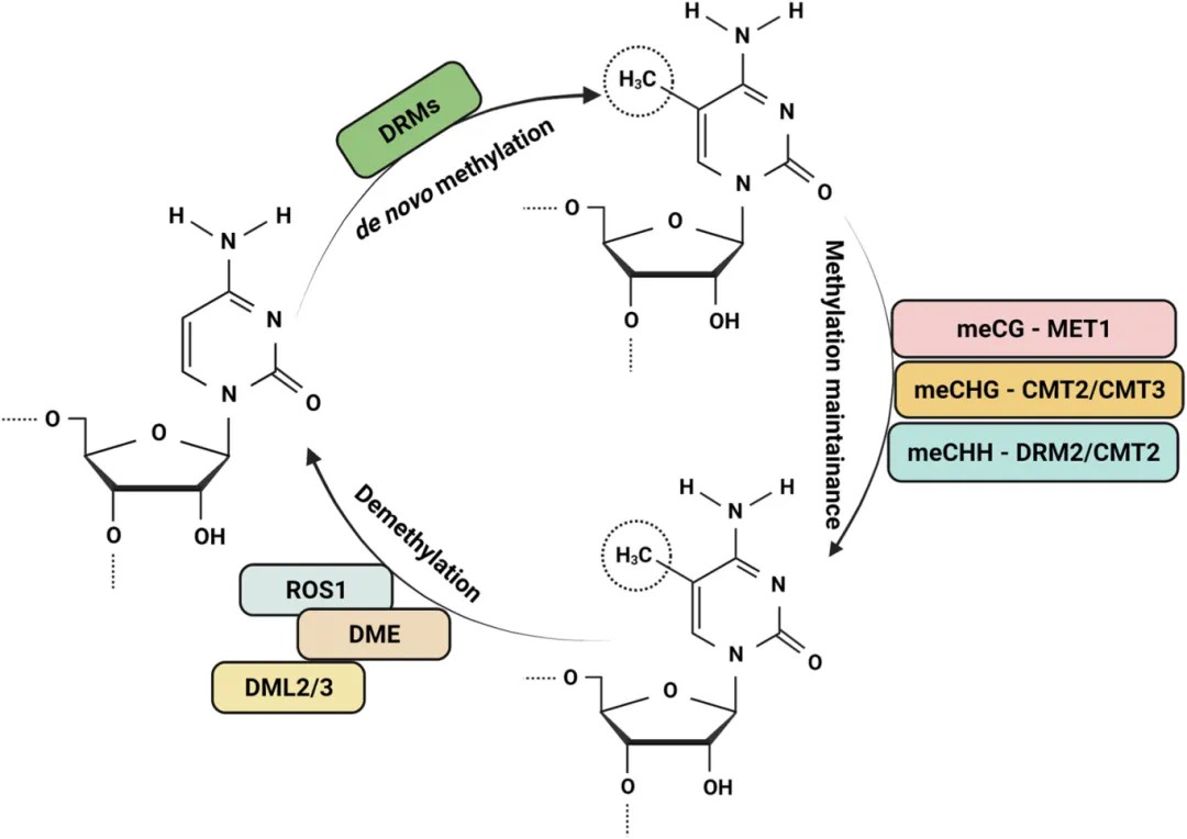 Application of BS-seq Technology