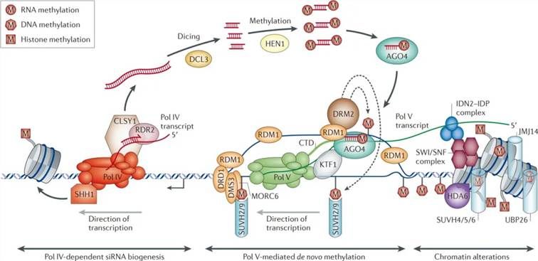 Figure 2. RNA-directed DNA Methylation (RdDM) model. 