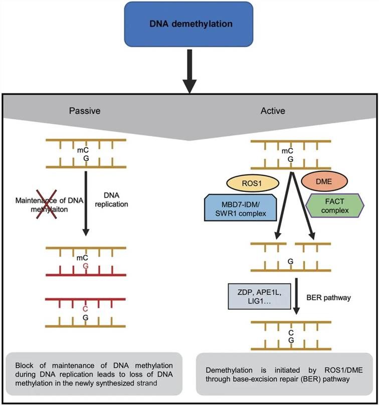 Figure 3. DNA demethylation mechanisms. 