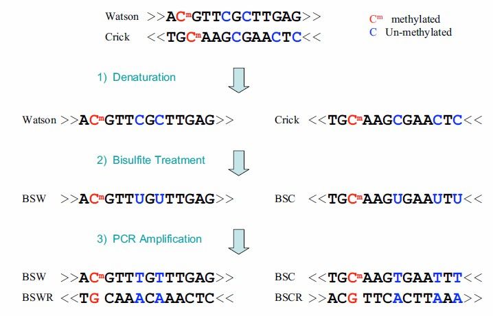 Figure 4. BS-seq technical principle illustration. 