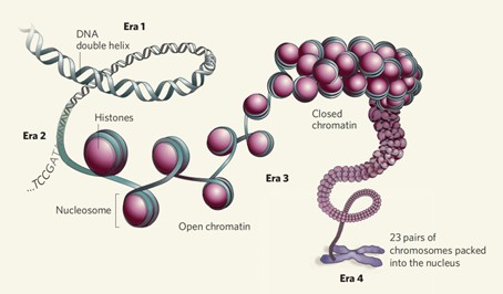 Figure 1. Comparison of Open and Closed Chromatin