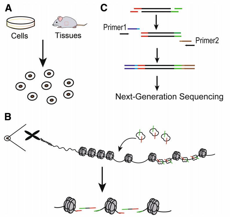 Figure 2. Steps of ATAC-seq Technique