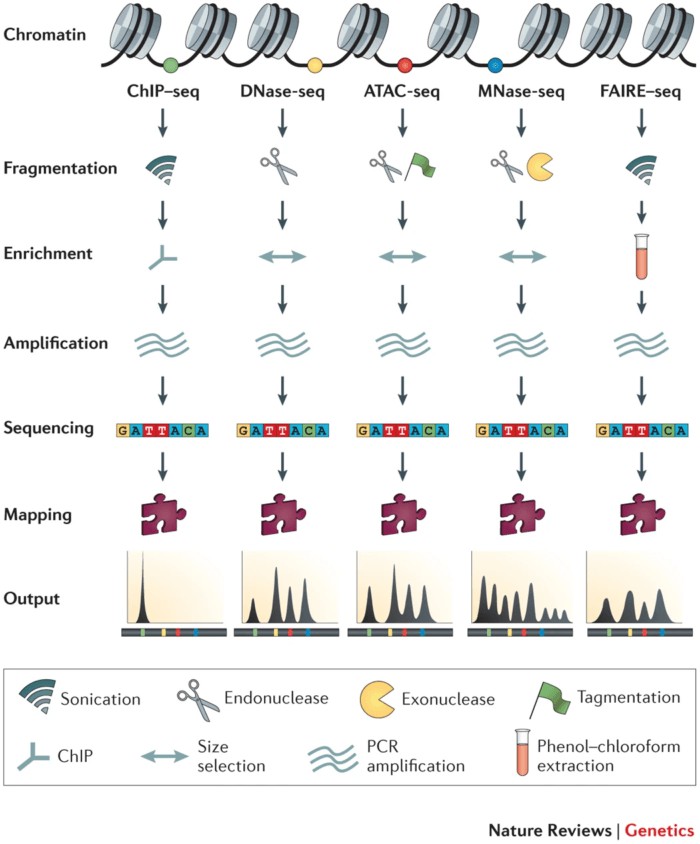 Figure 3: Chromatin Accessibility Study Methods