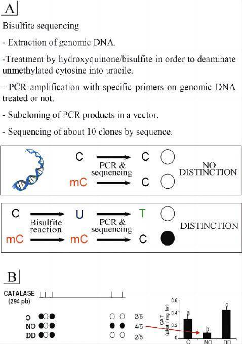 Principle of DNA Methylation BSP