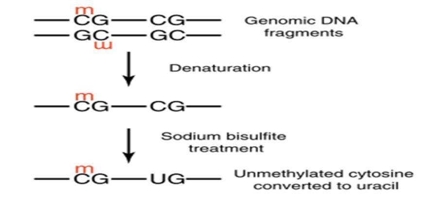 Bisulfite Sequencing PCR Service