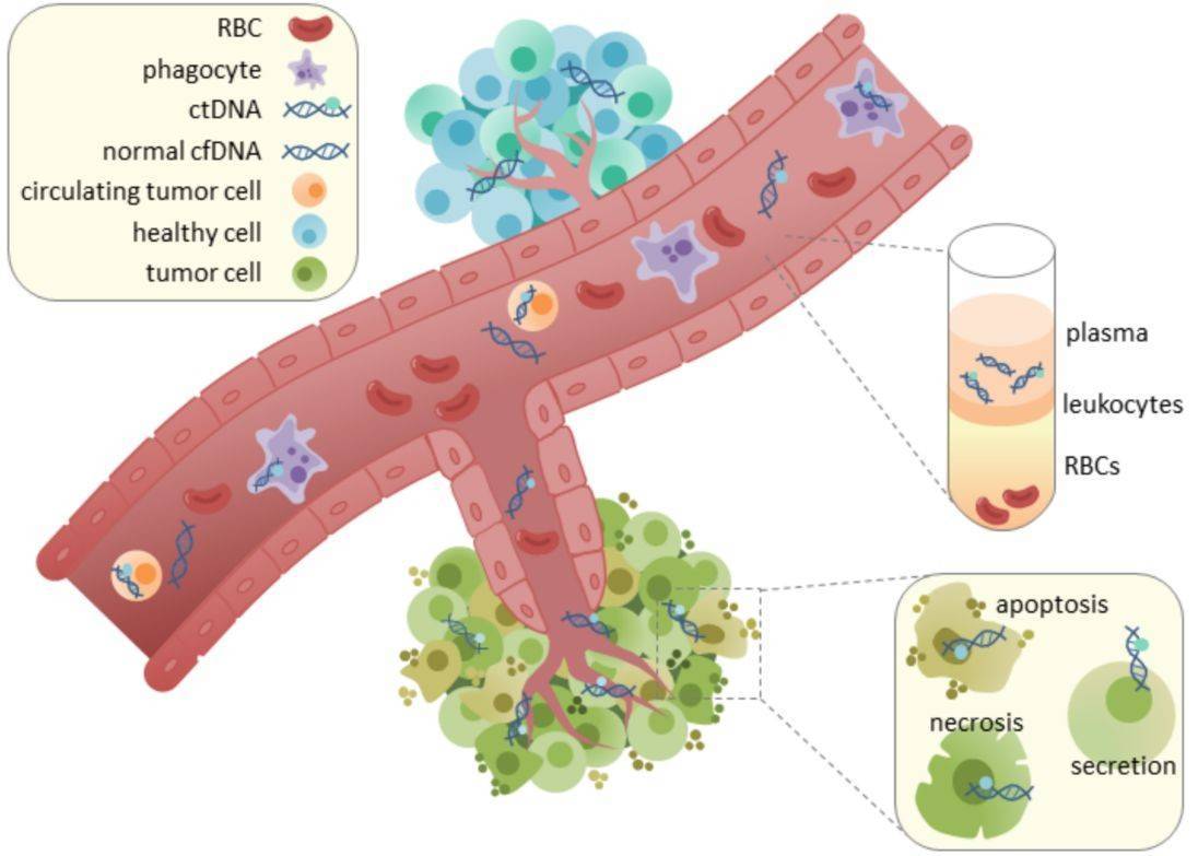 Circulating free DNA Methylation/ Hydroxymethylation Sequencing