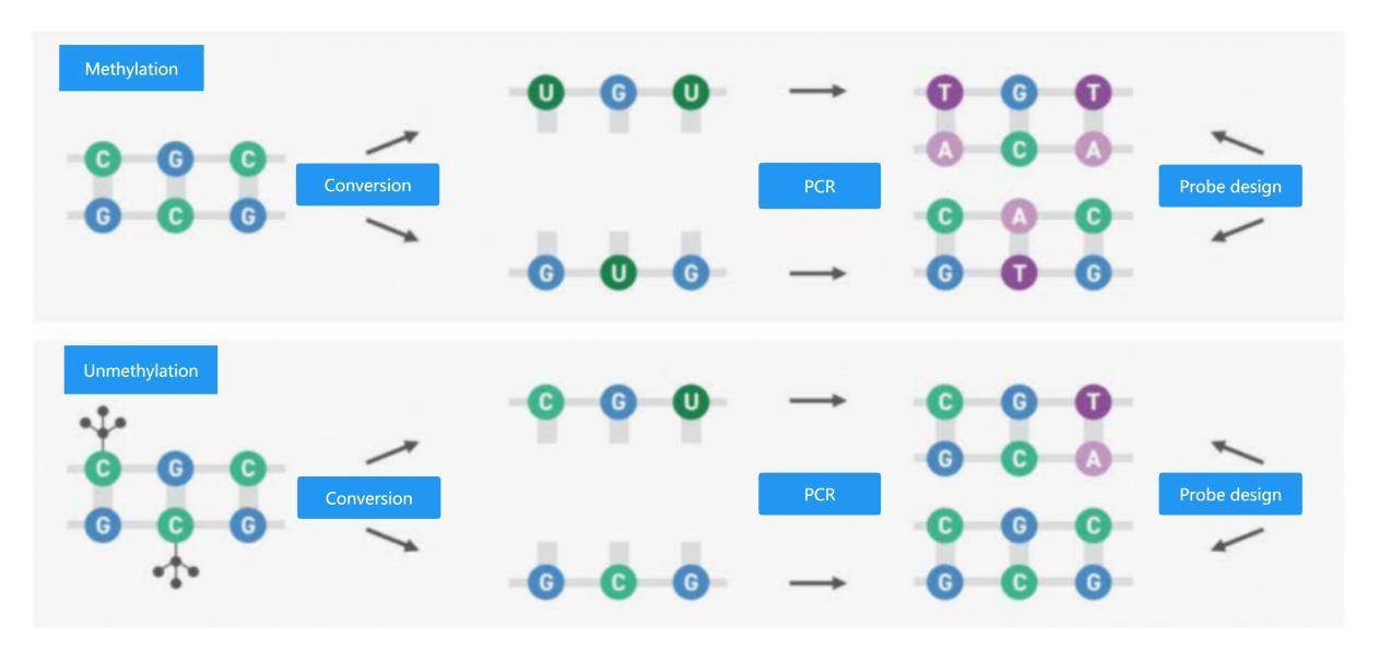 EM-seq Service