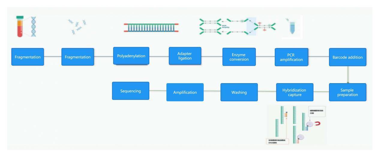 EM-seq Service