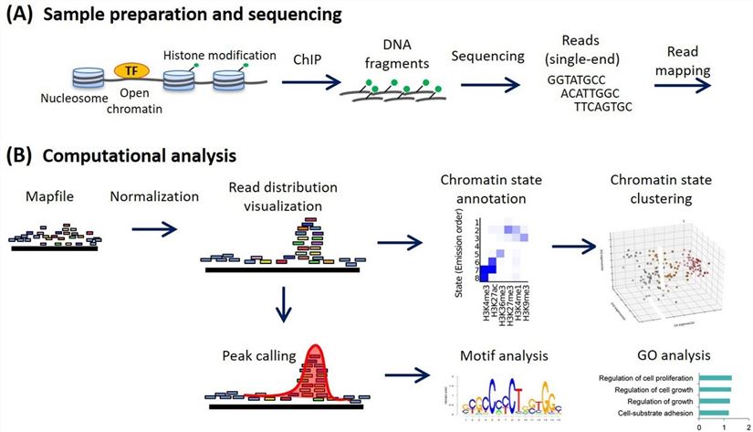 Figure 1. ChIP-seq analysis workflow.