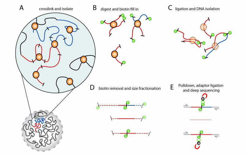 ATAC-seq - A Tool for Analyzing Epigenetics