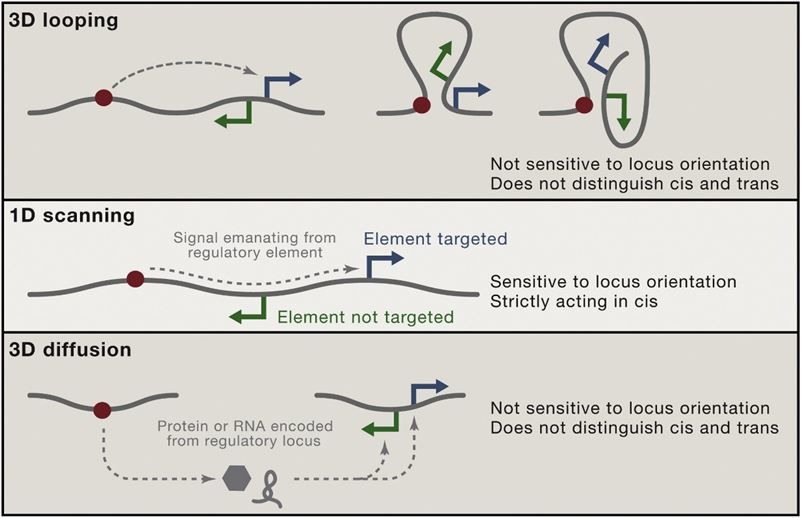 Figure 2. The Communication between Chromosomes