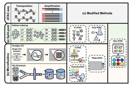 Figure 2. Single-cell ATAC-Seq analysis process.