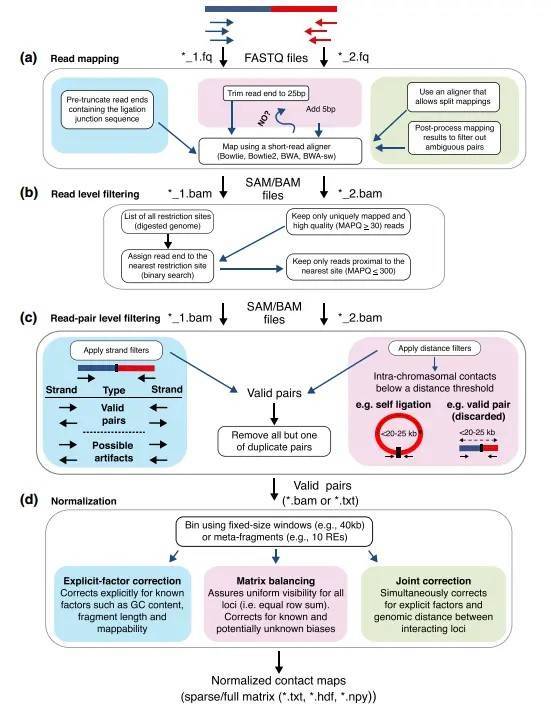 Hi-C Service (Chromosome Conformation Capture, 3C) Service