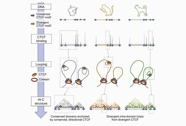 Hi-C Service (Chromosome Conformation Capture, 3C) Service