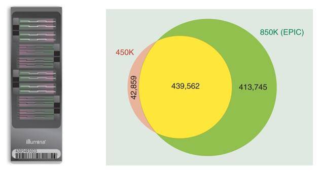 Human DNA Methylation Assay Illumina 850K Service