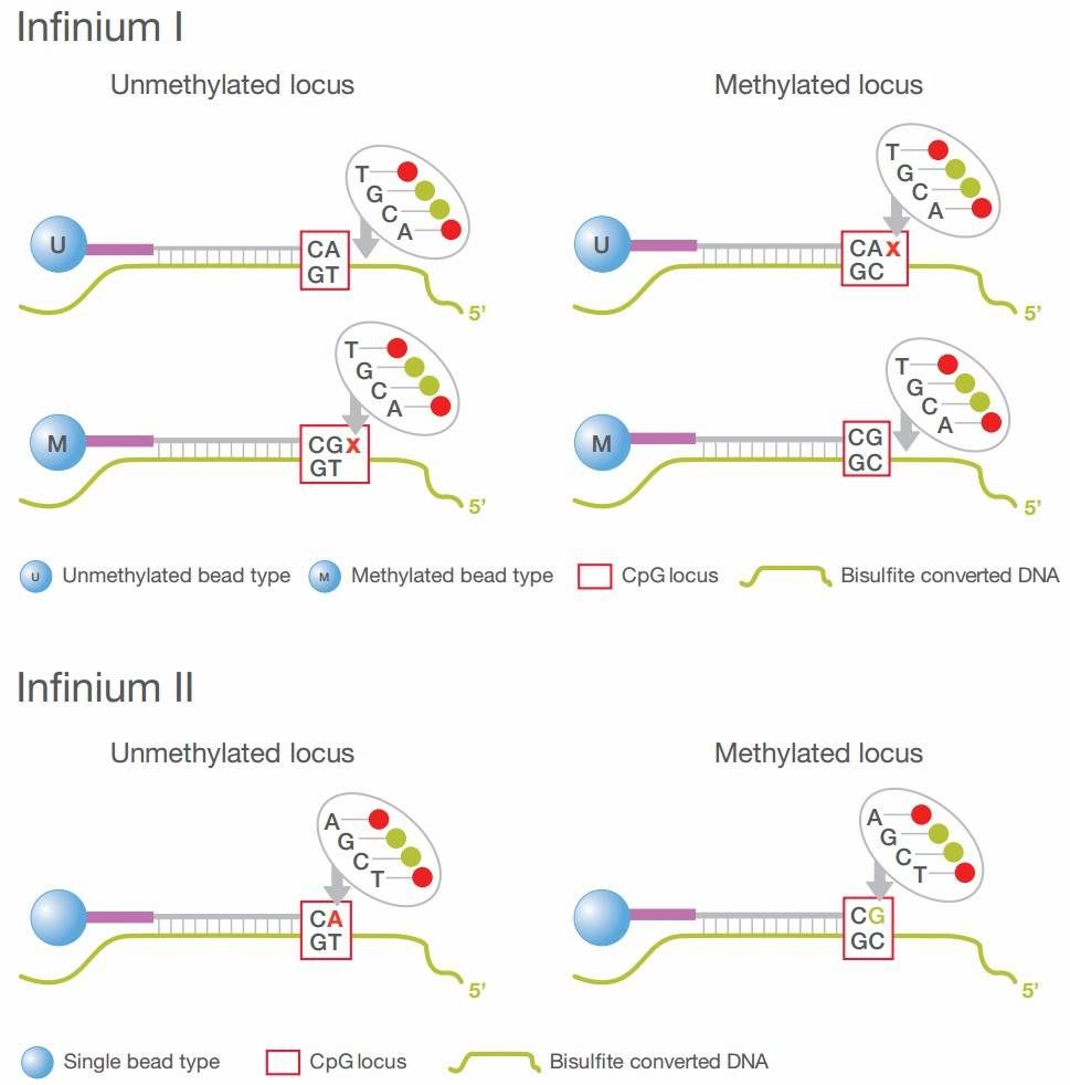 Figure 2: Probe design comparison for DNA methylation detection.
