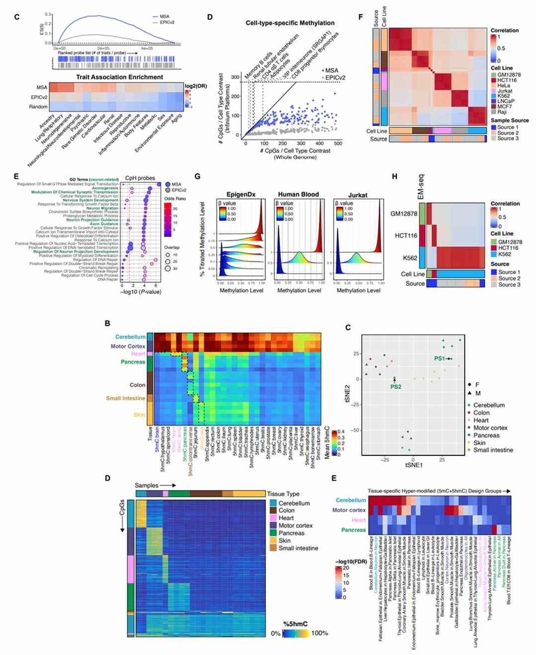 MSA BeadChip for high-throughput DNA methylation studies.