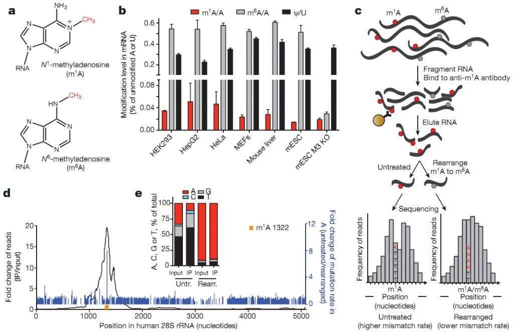 m1A-seq Analysis Workflow