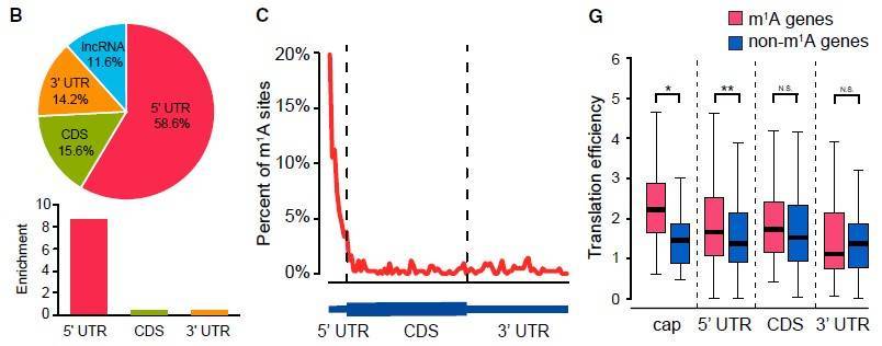 Distribution of m1A RNA modifications in the human transcriptome and their impact on translation efficiency.