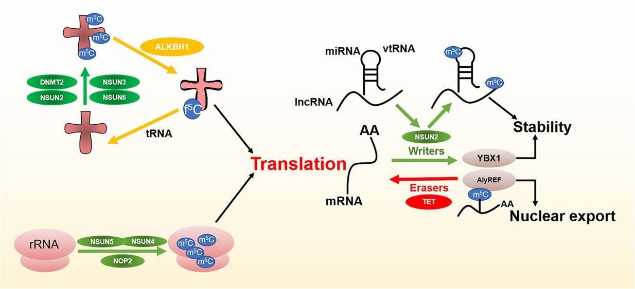 m5C modifcation in varied of RNA