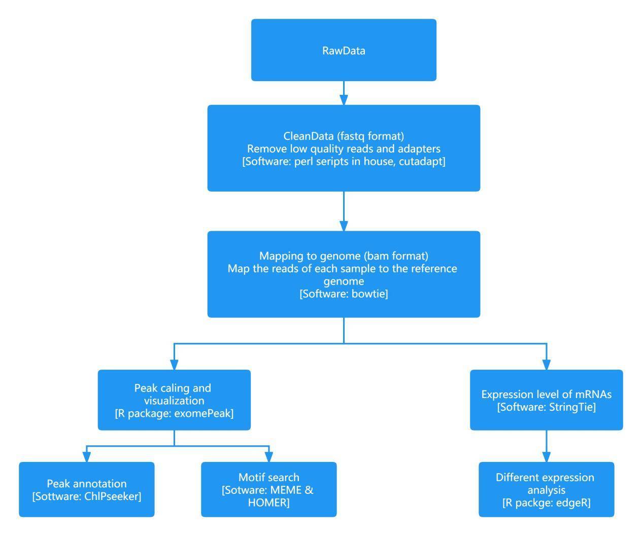 m6Am Analysis Service