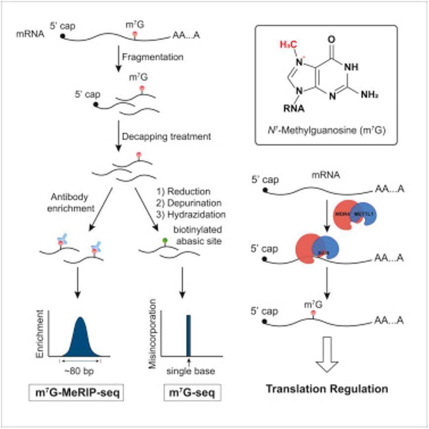 RNA m7G Methylation Sequencing