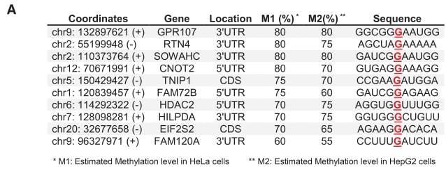 (A) m7G single-base deep sequencing was performed on Hela and HepG2 cells, and 10 representative mRNA internal m7G modification results are shown.