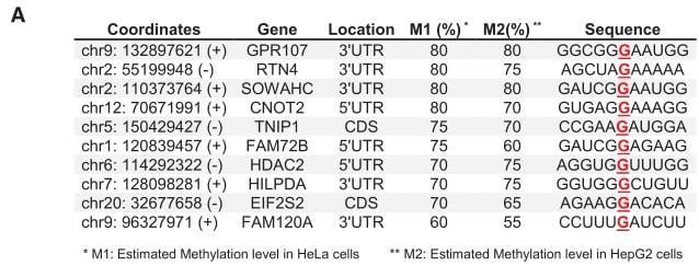 (A) m7G single-base deep sequencing was performed on Hela and HepG2 cells, and 10 representative mRNA internal m7G modification results are shown.