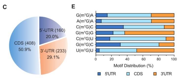 (C) mRNA characteristics of 801 m7G sites. (E) Distribution percentages of the top 7 mRNA internal m7G motifs in mRNA.