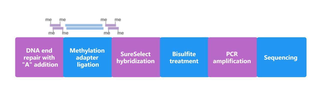 Methyl Seq Service