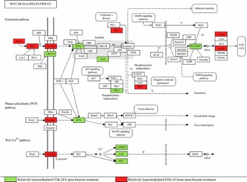 Differential Methylation of CGIs Linked to Genes in the Wnt Signaling Pathway 24 Hours After Butyrate Treatment (Wippermann, A., et al., 2014)
