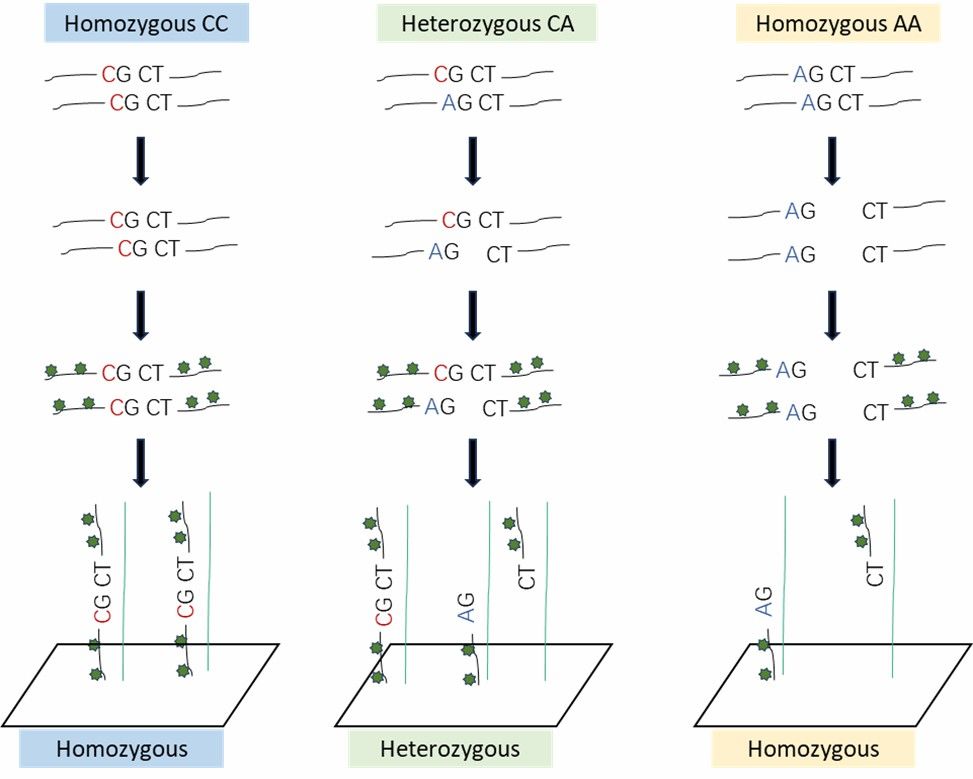 Principle of Agilent Chip Detection.
