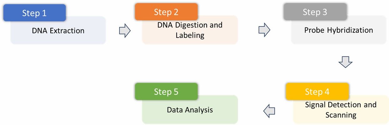Workflow for the Mouse CpG Island Microarray Service.