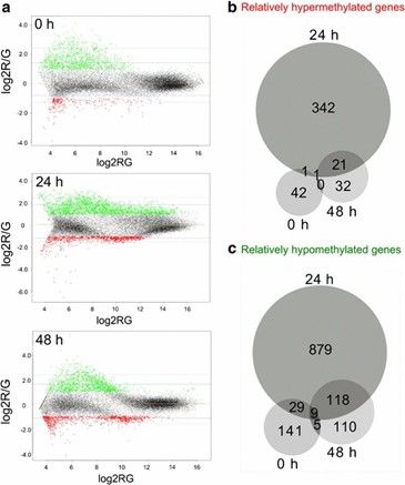 Differential Methylation of Genes Following Butyrate Treatment (Wippermann, A., et al., 2014)