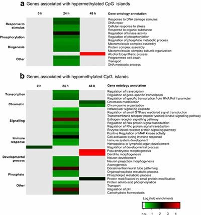 Gene Ontology Analysis of Genes Affected by Butyrate-Induced Differential Methylation of CpG Islands (Wippermann, A., et al., 2014)