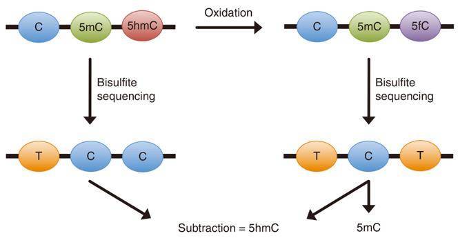 Schematic illustration of the principle behind oxBS-Seq